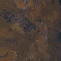 Fossil Brown